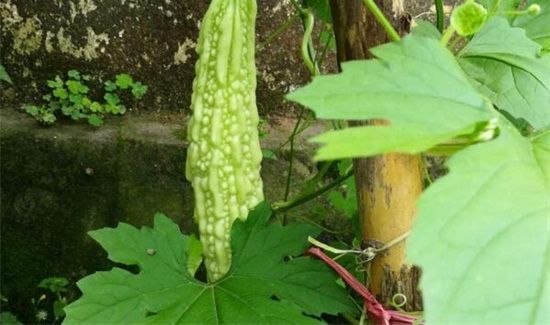 苦瓜和虾能一起吃吗