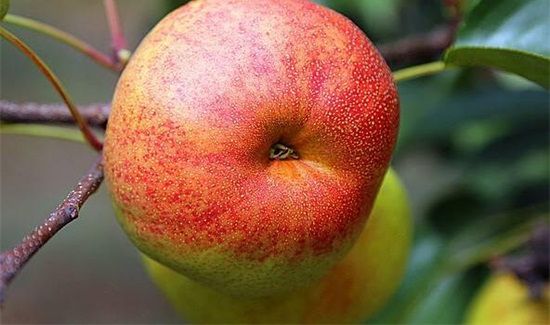 苹果籽可以吃吗