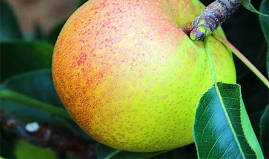 苹果籽可以吃吗