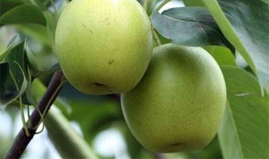 苹果梨禁忌