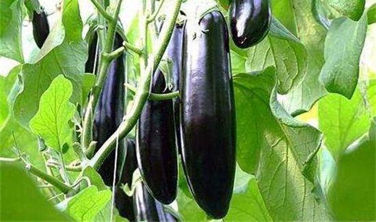 茄子和牛奶能一起吃吗