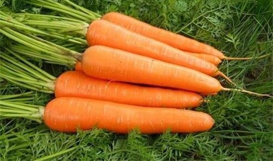 茭白和胡萝卜能一起吃吗