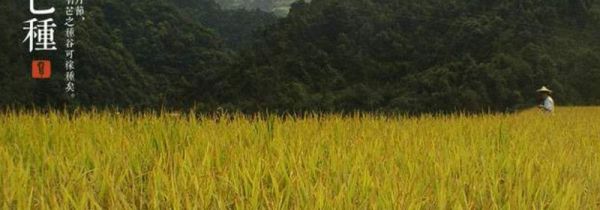 芒种可以种玉米吗