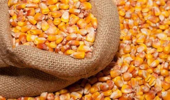 芒种可以种玉米吗