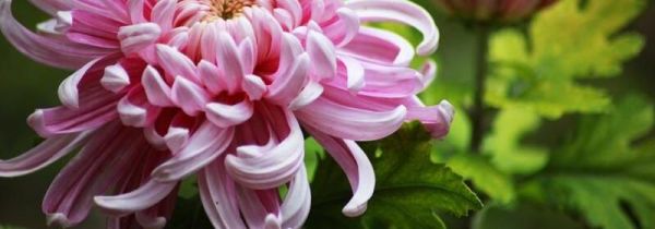 菊花怎么泡才不寒