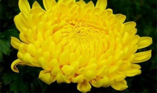 菊花怎么泡才不寒