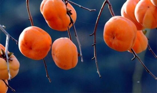 药可以和柿子能一起吃吗?