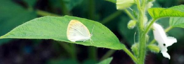 芒种可以种什么作物