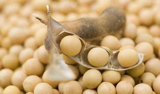 芒种可以种什么作物