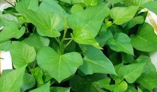 芒种可以种什么蔬菜