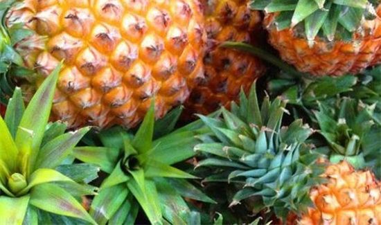 菠萝是发物吗
