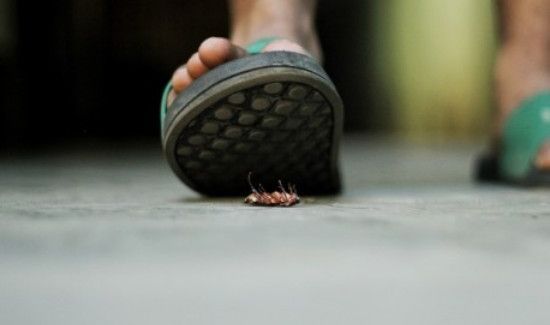 有消毒液味道,蟑螂会出来吗