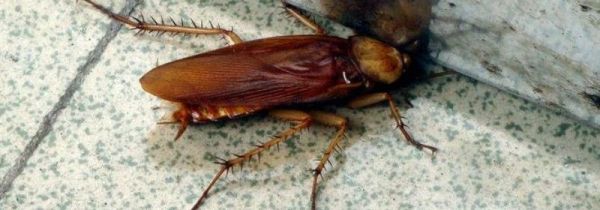 有消毒液味道,蟑螂会出来吗