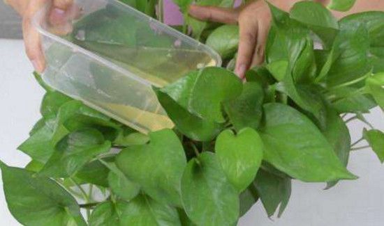 啤酒浇花用兑水吗