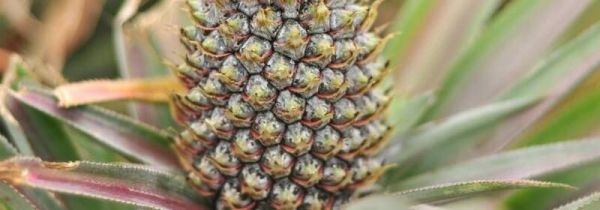 菠萝能瘦肚子吗