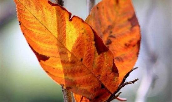 落叶是什么垃圾