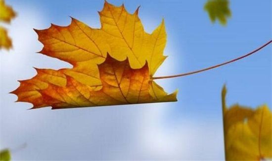 落叶是什么垃圾