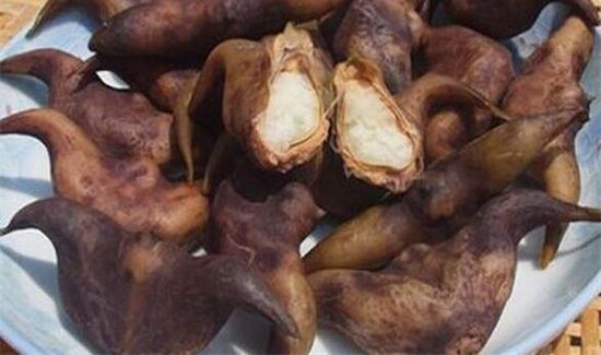 菱角的禁忌人群