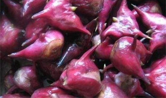 菱角的禁忌人群