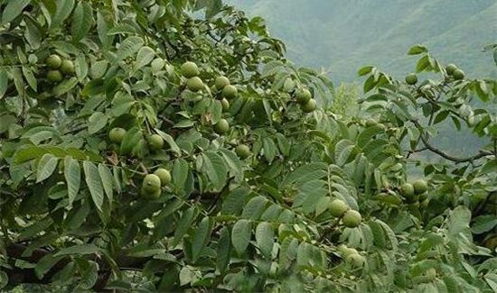 野生山核桃的功效与作用