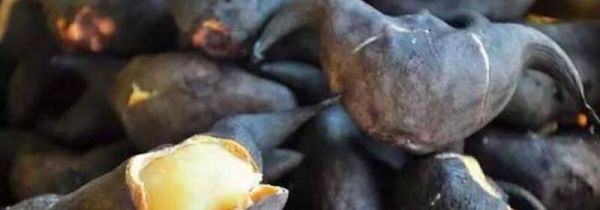 菱角的禁忌人群