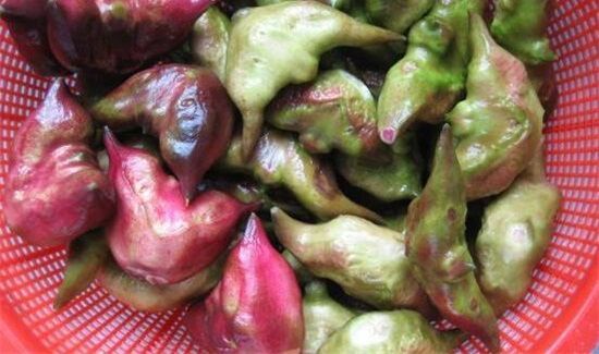 菱角壳是什么垃圾