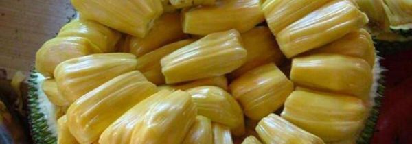 菠萝蜜的功效及禁忌