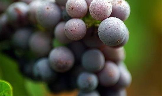 虾和葡萄一起吃了怎么办