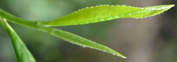 茶叶涩是因为什么原因