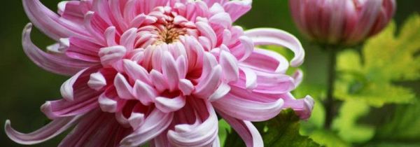 菊花上火还是去火