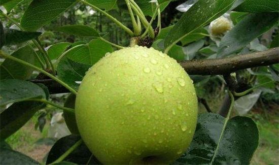 螃蟹能和梨一起吃吗