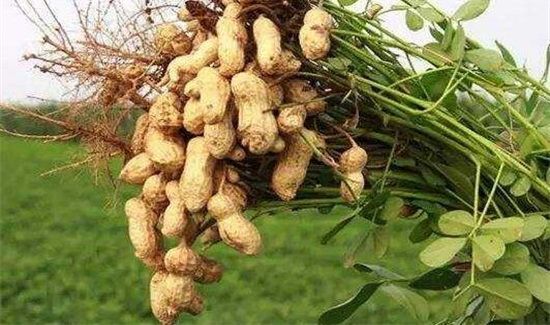 螃蟹花生能一起吃吗