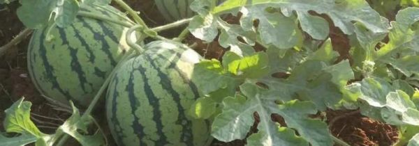 西瓜头和尾巴哪边甜