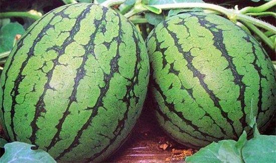 西瓜头和尾巴哪边甜