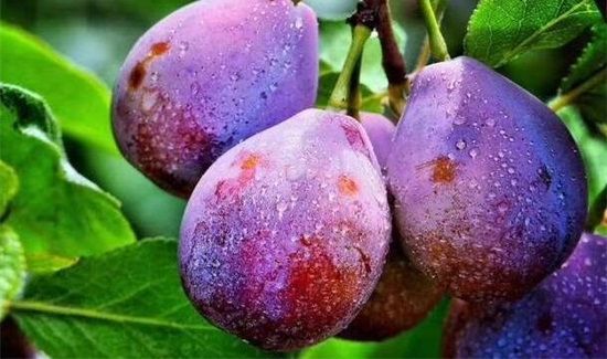 西梅和牛奶可以一起吃吗