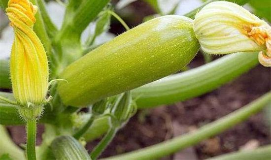 西葫芦的禁忌人群