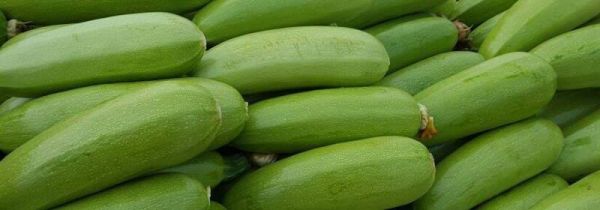 西葫芦的禁忌人群