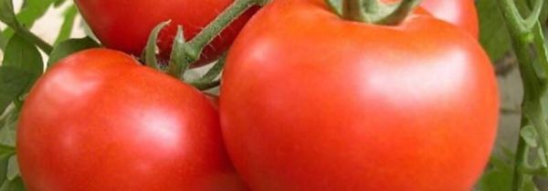 西红柿和蘑菇能一起吃吗