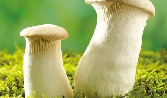 西红柿和蘑菇能一起吃吗