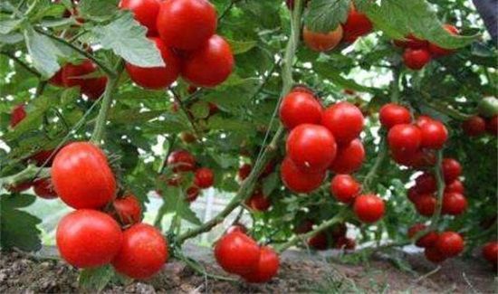 西红柿和蘑菇能一起吃吗