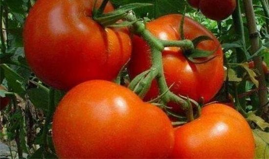 西红柿可以和豆腐一起吃吗