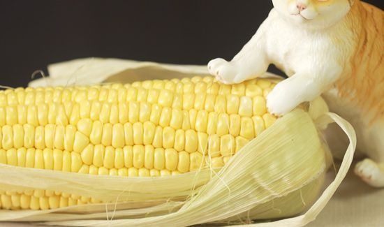 玉米靠什么传播种子