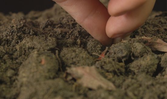 玉米靠什么传播种子