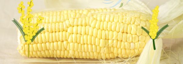 玉米靠什么传播种子