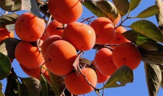 豆腐和柿子可以一起吃吗