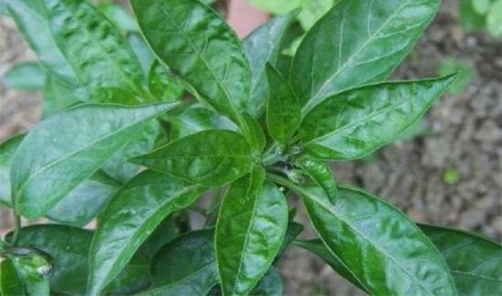 辣椒叶什么人不能吃