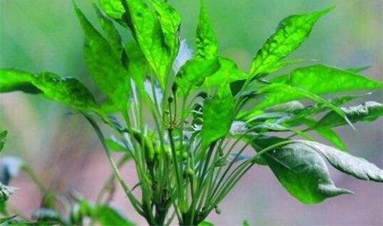 辣椒叶什么人不能吃