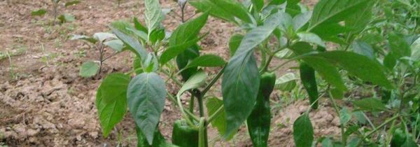 辣椒叶什么人不能吃