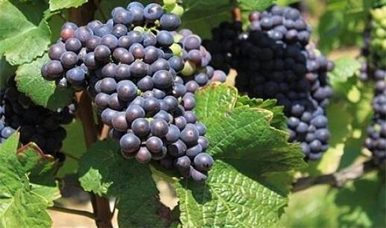 酸奶和葡萄能一起吃吗