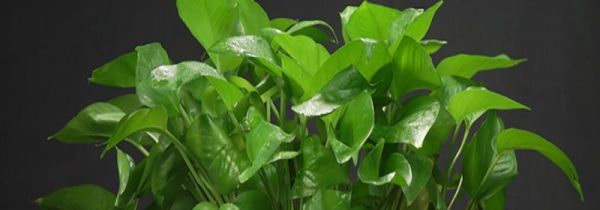 绿萝怎么养才能更旺盛